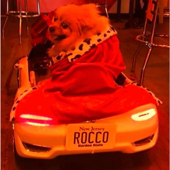 Meet your Posher, Rocco - Picture 11 of 12